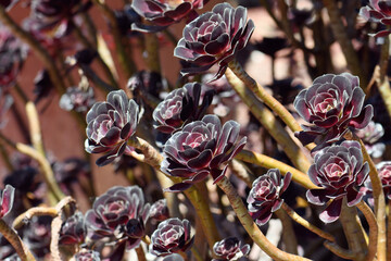 Burgundy dark purple red foliage and rosette of the succulent plant Aeonium arboretum atropurpureum, family Crassulaceae. Aeoniums are endemic to Canary Islands. Known as black rose or purple rose