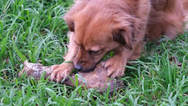 Adorable perro marr&oacute;n comiendo tranquilamente un hueso muy grande en el c&eacute;sped del jard&iacute;n. Dieta barf