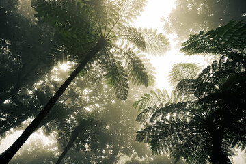 Naklejka premium The sun breaks through the fog and leaves of tropical trees in a Japanese garden on the island of Madeira in Portugal. Bottom view 