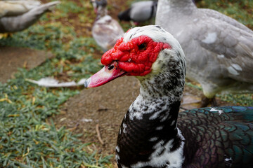 Domestic birds, duck close up