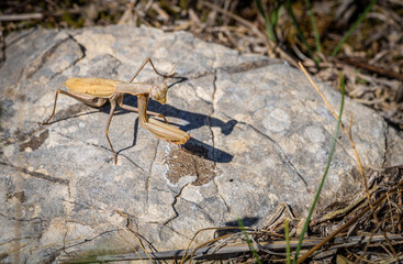 Brown praying mantis on a stone in dry vegetation