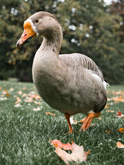 Closeup of a whole in a meadow that has grass in its beak