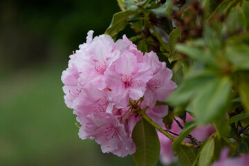 pink and white flowers