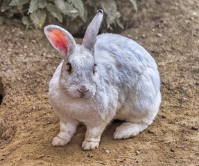 white rabbit on the ground