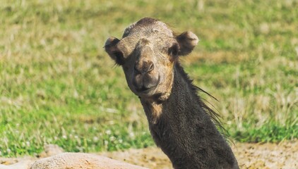 Fototapeta premium baby camel
