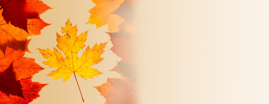 Orange and yellow maple leaves arranged like a Canadian Flag on a pale orange background that fades to the right. With lots of room for copy on the right.
