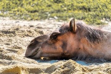 Fototapeta premium Portrait of a camel resting