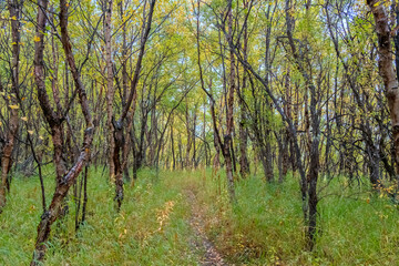 Windy Creek Overlook and Ukak Falls Trail, Valley of Ten Thousand Smokes, Katmai National Park, Alaska