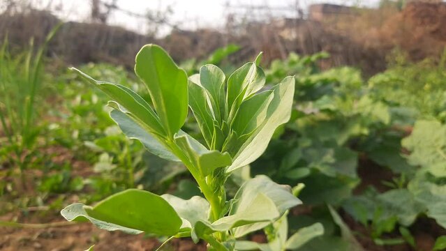 Vicia faba plant in vegetable garden. Its other names&nbsp;broad bean,&nbsp;fava bean, or&nbsp;faba bean. It  is a species of&nbsp;vetch. This a flowering plant in the&nbsp;pea&nbsp;and&nbsp;bean&nbsp;family&nbsp;Fabaceae.