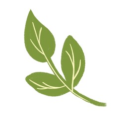 green branch with leaves on a white background