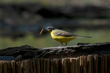 Common Yellow Wgtail in Hungary.