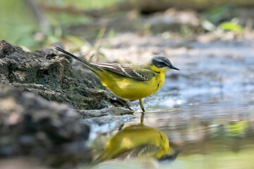 Common Yellow Wgtail in Hungary.
