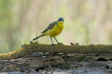 Common Yellow Wgtail in Hungary.