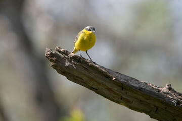 Common Yellow Wgtail in Hungary.