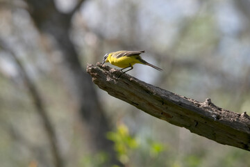Common Yellow Wgtail in Hungary.