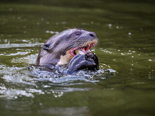 Obraz premium Close-up of Giant Otter swimming in green water and eating a fish