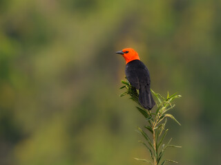 Scarlet-headed Blackbird perched on tree branch on green background