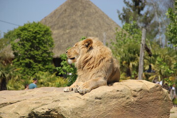 Obraz premium Zoo de Beauval - France