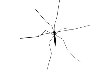 Isolated black silhouette of a crane fly insect