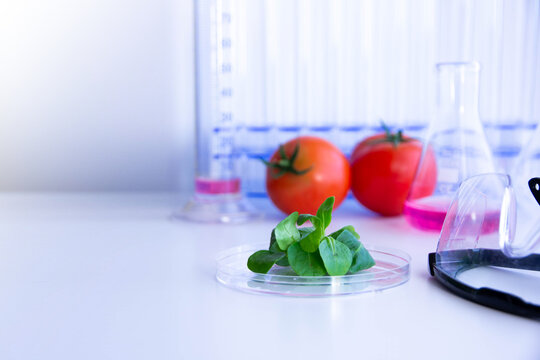 cibo, ricerca scientifica, ogm, alimentazione
