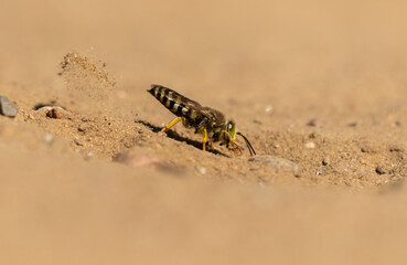 Kreiselwespe (Bembix rostrata) in einem Naturschutzgebiet in Brandenburg 