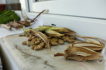 the process of getting seeds from vegetables, seed vegetables dried in the sun in front of the window,