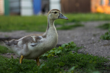 Obraz premium goose on the grass