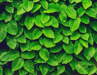 Fototapeta premium green leaves background