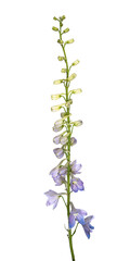 Beautiful blue delphinium flower isolated on white background. Nature concept.
