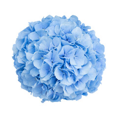 Blooming blue hydrangea on white isolated background. Isolated flowers.