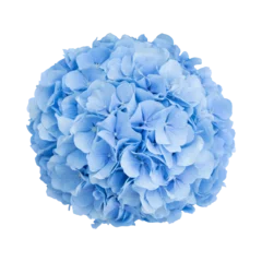 Tuinposter Blooming blue hydrangea on white isolated background. Isolated flowers. © Mihai