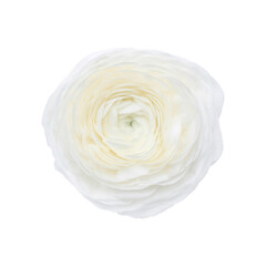 Closeup of white Ranunculus isolated on white background. White flowers.