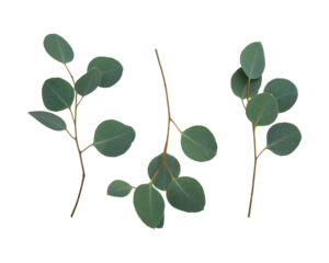 Branches of eucalyptus and leaves isolated on white background. Flat lay, top view. Eucalyptus populus.