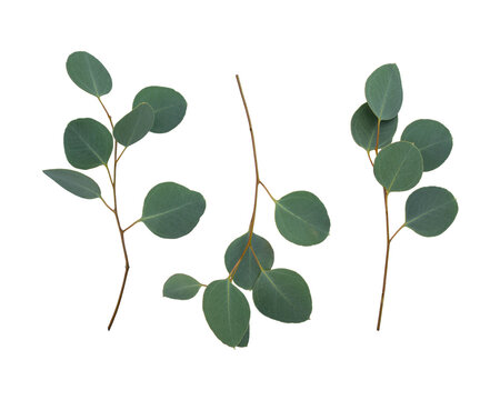 Fototapeta Branches of eucalyptus and leaves isolated on white background. Flat lay, top view. Eucalyptus populus.