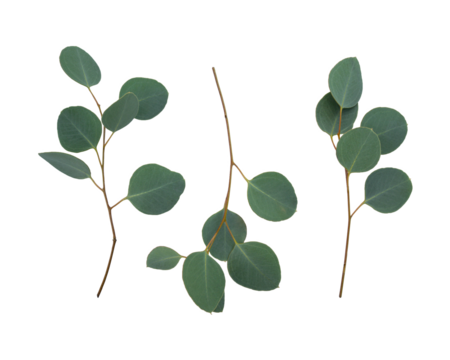 Branches of eucalyptus and leaves isolated on white background. Flat lay, top view. Eucalyptus populus.