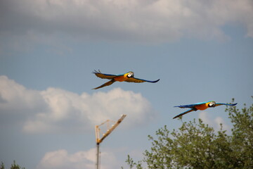Obraz premium Zoo de Beauval - France