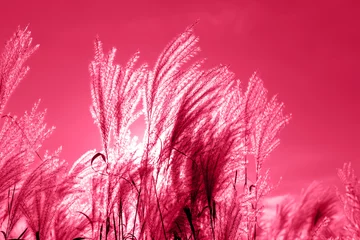 Fluffy soft Mikantus in the wind against the sun against the magenta sky