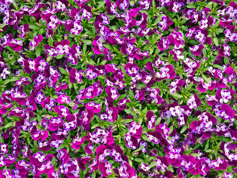 Pattern on violets taken from above