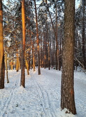 Fototapeta na wymiar Pine forest on a sunny winter day at dawn. Pine trees, snow, snowdrifts. Ski track between the trees in the forest.