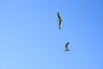 Seagulls flying under blue skies