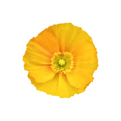 Yellow poppy flower isolated on white background.
