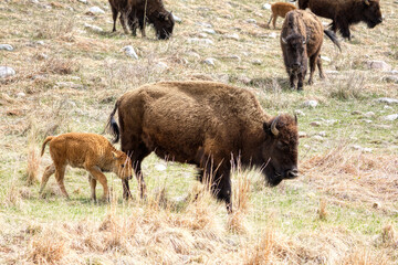 Fototapeta premium Custer State Park