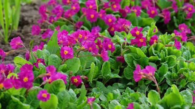 Easter concept. Primrose Primula with yellow and pink flowers in flowerbed in spring time. Inspirational natural floral spring or summer blooming garden or park. Hello spring