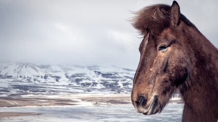 horse in winter