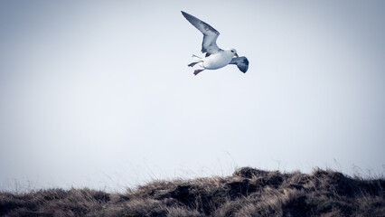 iceland seagull in flight