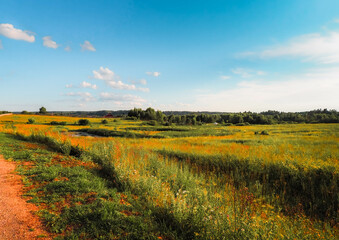 Fototapeta premium landscape with field and sky