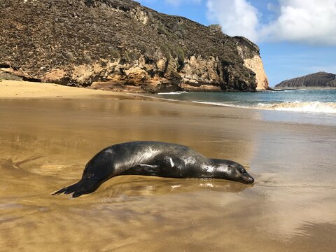Galapagos