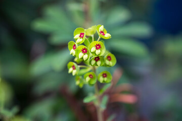 ユーフォルビア・マーチニー