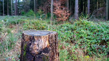 Tree Trunk Stump in the forest. 