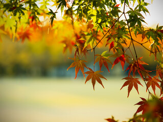 Blurred background with maple leaves in autumn color in the foreground